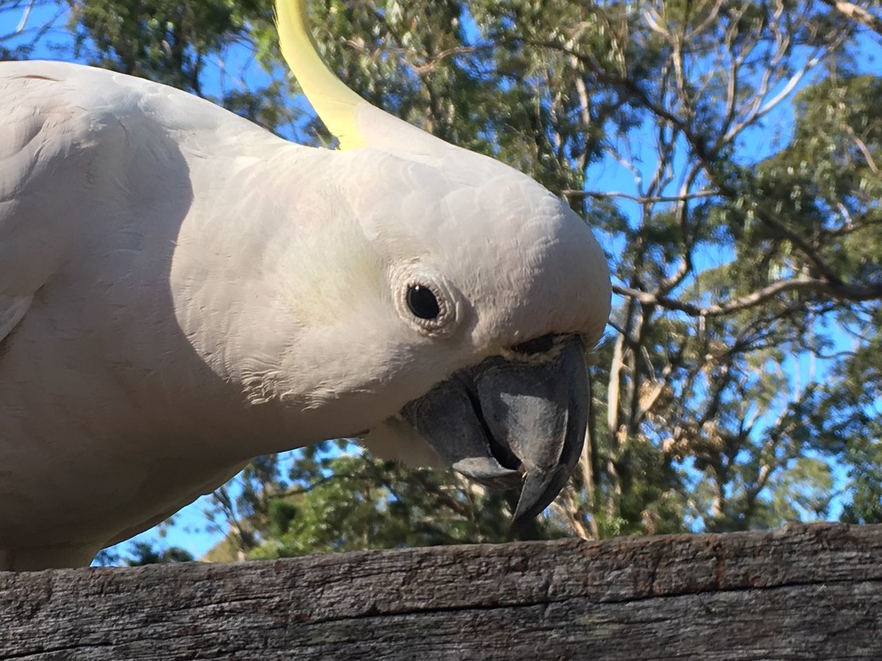 LOW ANGLE VIEW OF SWAN