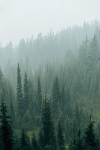 High angle view of pine trees in forest