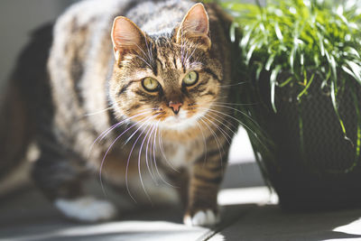 Close-up portrait of a cat