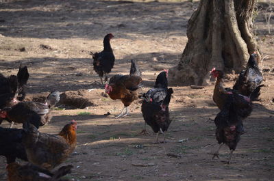 Chickens on a field