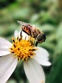 Close-up of bee pollinating flower
