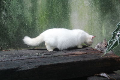 White cat on wood