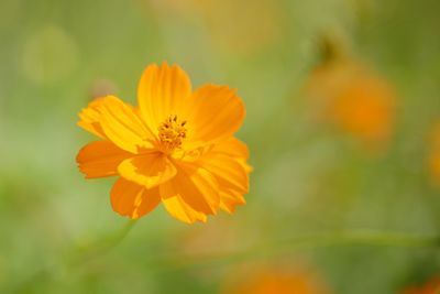 Close-up of yellow flower blooming outdoors