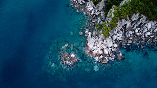 High angle view of fishes swimming in sea