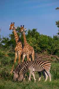 Giraffes and zebras standing on field against sky
