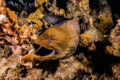 Fish swimming in sea