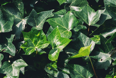 Ivy plant full frame