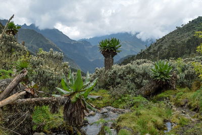 High altitude plants against a mountain, rwenzori mountains, uganda