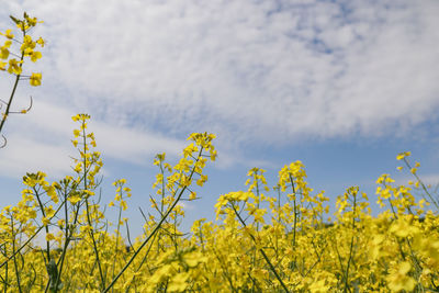 Scenic view of yellow flowering plants against sky