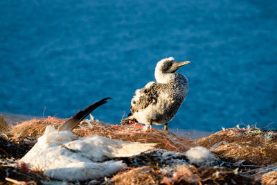 Close-up of seagull