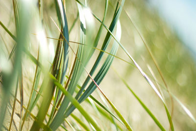 Close-up of green grass