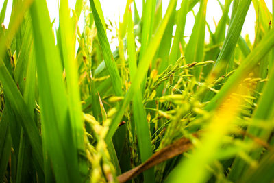 Close-up of stalks against blurred background