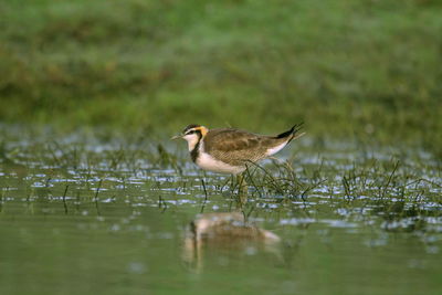 Bird on a lake