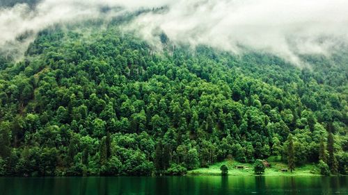 Scenic view of lake in forest