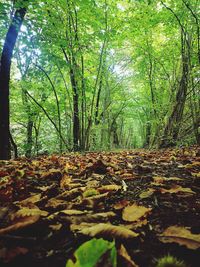 Trees in forest during autumn