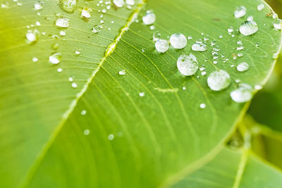 Close-up of raindrops on leaves