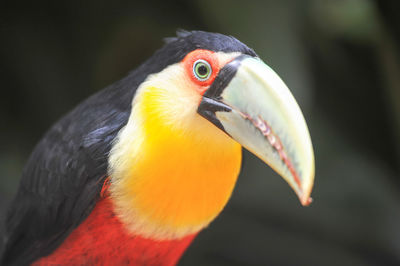 Close-up of bird