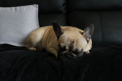 Dog sleeping on sofa