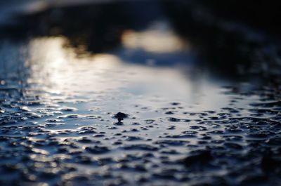 Close-up of crocodile in water