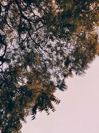 Low angle view of cherry tree against sky