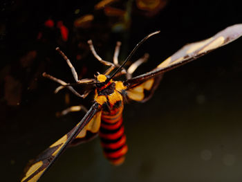 Close-up of insect