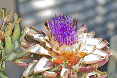 Close-up of purple flowers blooming outdoors