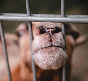 Close-up of a cat in cage