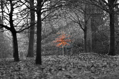 Close-up of bare trees in forest