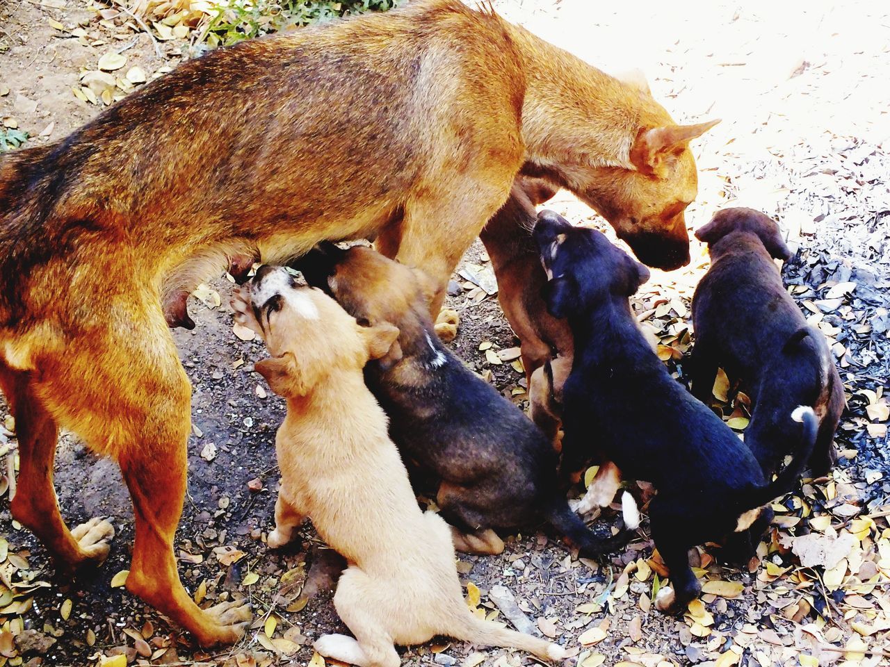 animal themes, mammal, domestic animals, togetherness, two animals, livestock, animal family, high angle view, three animals, young animal, field, brown, four animals, wildlife, animals in the wild, day, outdoors, medium group of animals, nature, dog