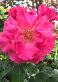 Close-up of pink flowering plant