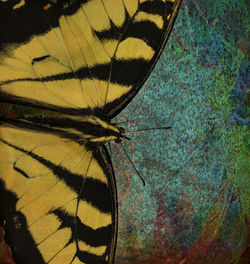 Close-up of butterfly on plant