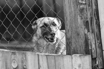 Dog looking through fence