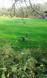 Trees on grassy field