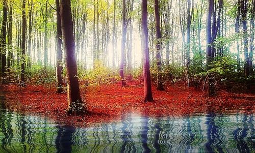 View of trees in forest