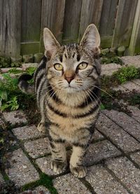 Close-up portrait of cat