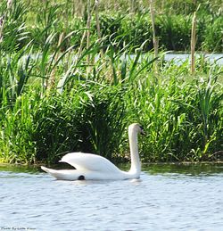 Swan swimming in lake