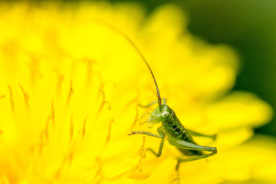 Close-up of insect on yellow flower