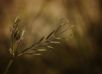 Close-up of raindrops on plant