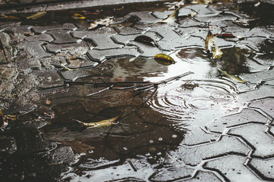 High angle view of ducks swimming in lake