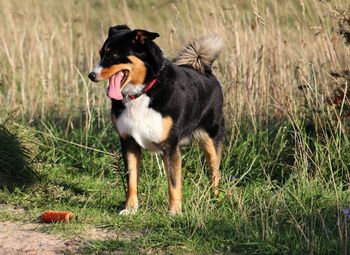 Dog looking away on field