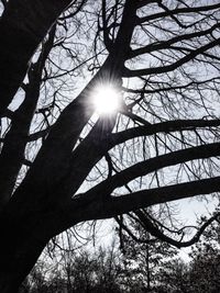 Sun shining through trees