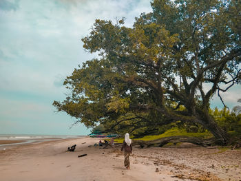 Low angle view of trees on beach against sky