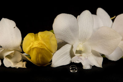 Close-up of white orchids against black background