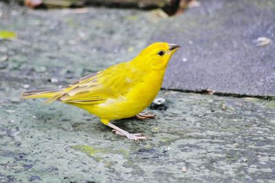 Close-up of bird perching on yellow leaf