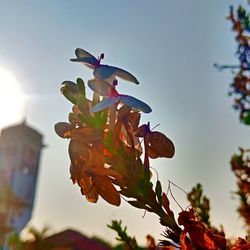 Low angle view of bird on purple flowering plant against sky