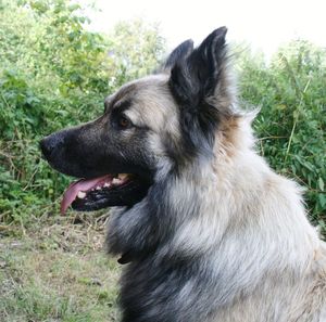 Close-up of dog looking away