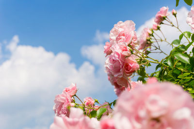 Close-up of pink bougainvillea blooming against sky