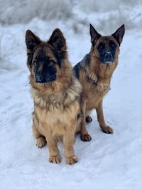 Portrait of dog on snow covered land