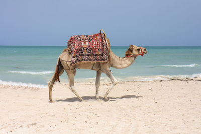 View of a horse on beach