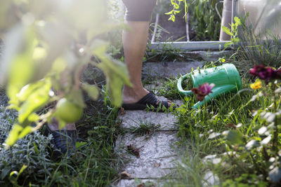 Low section of person on flowering plants